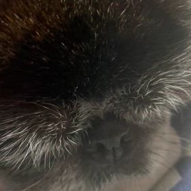 いびき犬の画像