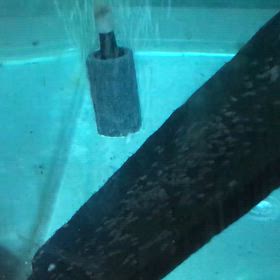 エンゼル  産卵 8日目の画像