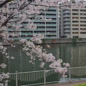 桜サクラさくら～っと♪の画像