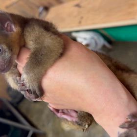 キンカジューその後の画像