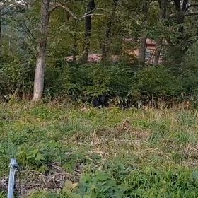 また熊と遭遇～の画像