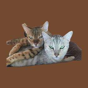 茶々ちゃん、レオちゃん仲良しの画像