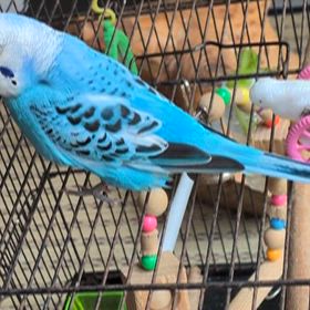 セキセイインコのぴーちゃんたちの画像