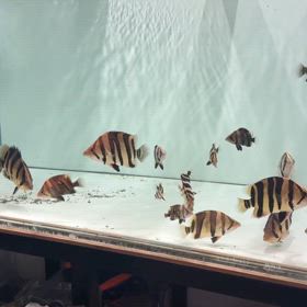水を制する者はアクアを制す！レイスの魚はいつも綺麗！の画像