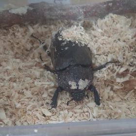 最後のカブト虫の画像