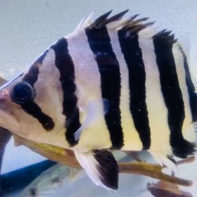 ★スマトラタイガー！★の画像