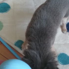 元気いっぱい 家族のアイドルの画像