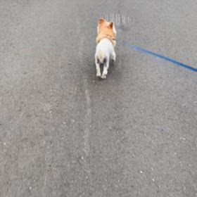 私の一大決心の画像