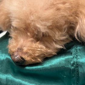 老犬との暮らし　散歩編3️⃣の画像