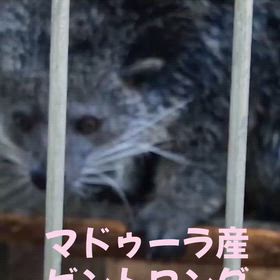 ビントロング仲間入りの画像