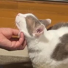 う～～ん♪そこそこ～～～♥の画像