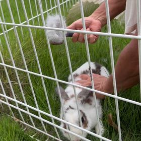 平、換毛期かな？の画像