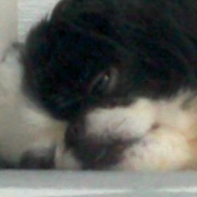 寝るやろうもんの画像