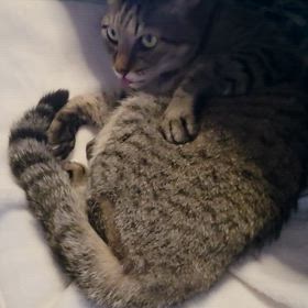 毛繕いは、身だしなみニャン(=^ェ^=)の画像