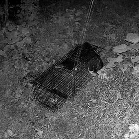 ワイルドライフの画像