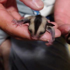 フクロモモンガの双子ちゃんが産まれました❤の画像