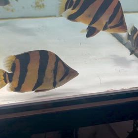 ついに500万シャムタイガーご成約頂きました！！の画像