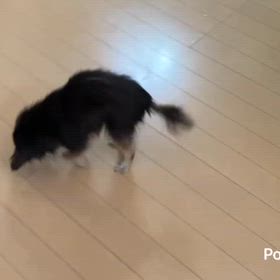 だいぶ弱って来ました。の画像