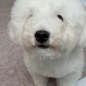 今日のニコ♪動画の画像