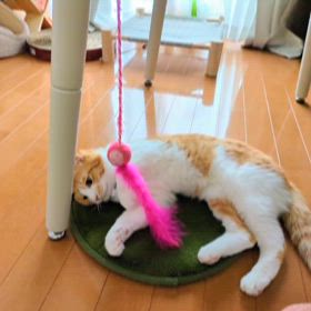 世界猫の日の画像