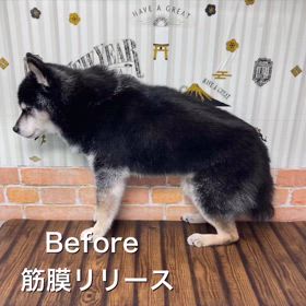 三郷市犬の筋膜リリースの画像