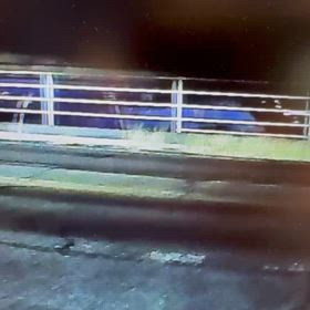 ドラレコキツネ映像の画像