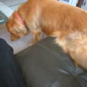 こんな犬、いますか？の画像