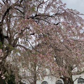 お散歩桜@山下公園の画像