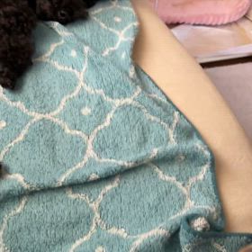 保護犬ぷうこと静養中の画像