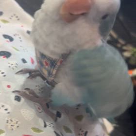 オキナインコ絶賛販売中ですっの画像