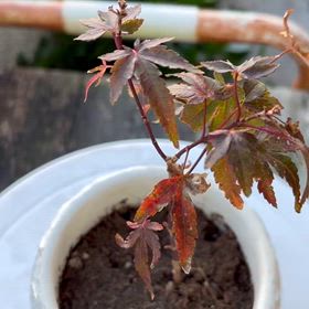 今年寿長生の郷40周年記念で貰ったもみじの種から育てたもみじ初めての紅葉｡の画像