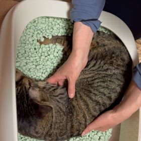 キジ柄のシャンクスの憂鬱の画像