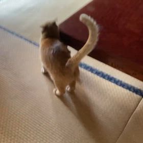 2024/06/15今週のハナの画像