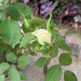 玄関前シェードガーデンのバラたちの画像