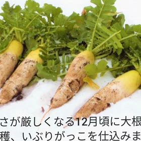 自然栽培大根のいぶりがっこが美味い！の画像