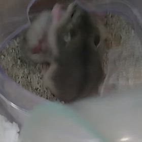 お相撲さんの画像