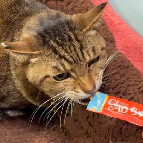 住吉神社のお焚き上げ＆大相撲一月場所土俵祭の画像