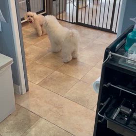 もこたんくん♡の画像