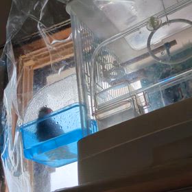 ぴーちゃんの水浴びの画像