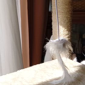 スマホの動画からの画像