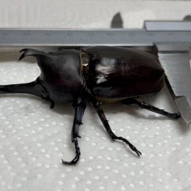 2 埼玉県産　カブトムシ　頭角先幅20mmオーバー20.4mm 80.75mmの画像