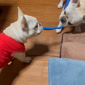 ギャンオコ&イライラの画像