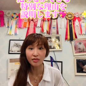 抱っこができる& シャンプーで暴れない  サイベリアンの子猫を お探しの方は 必見です！の画像