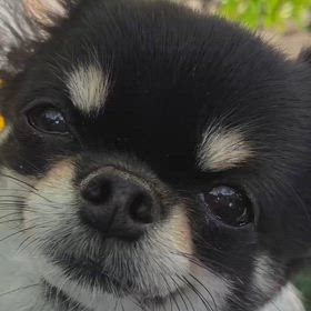 チワワのぷぅU^ェ^Uちゃんの画像