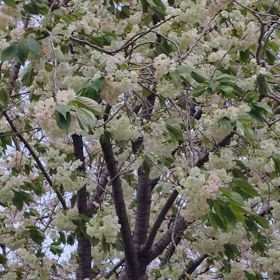 ウコン桜の画像