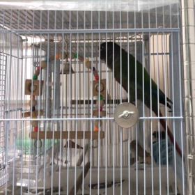 ウロコインコ のぱせりさんの画像