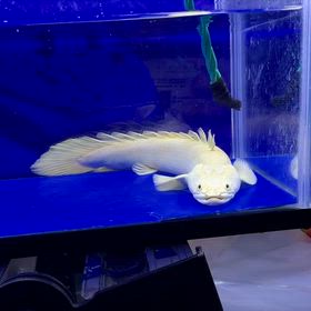 静岡のお客様に極上蜃気楼ご成約頂きましたの画像