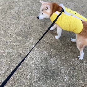 ３月２日　SHURIです。の画像