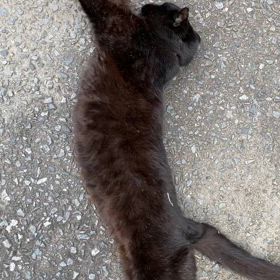 なんか急に抜擢されたの画像