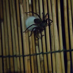 アシダカグモの画像